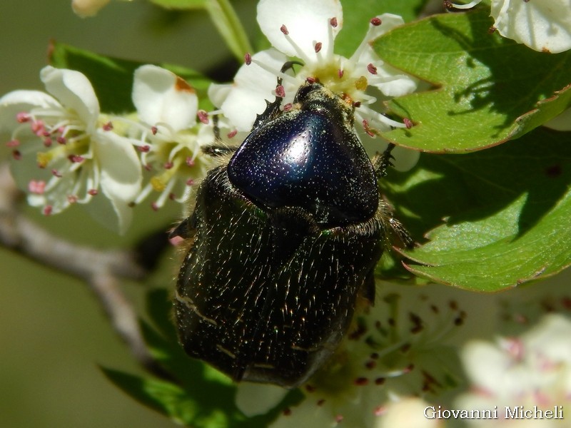 Cetonia aurata pisana